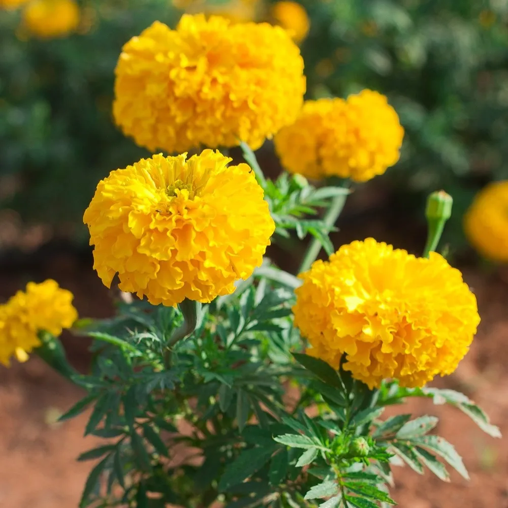 Chendumalli(Bandi) - Yellow
