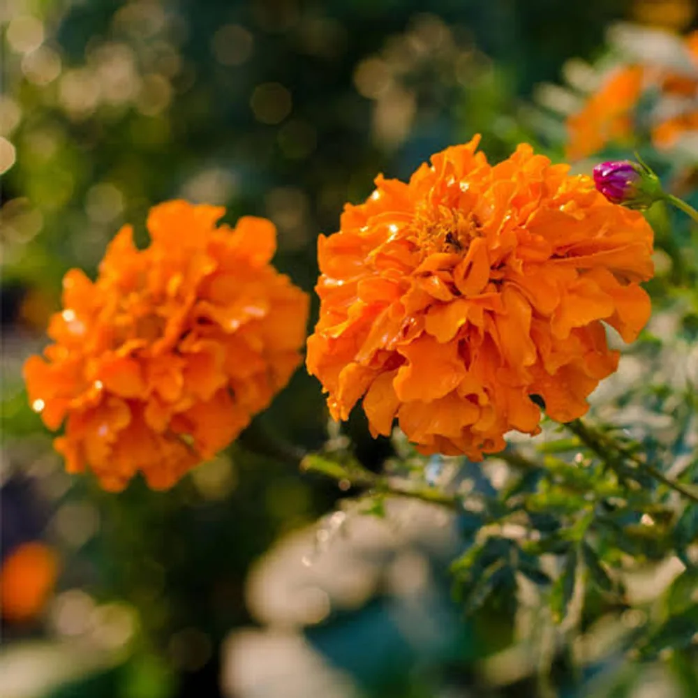 Chendumalli(Bandi) - Orange