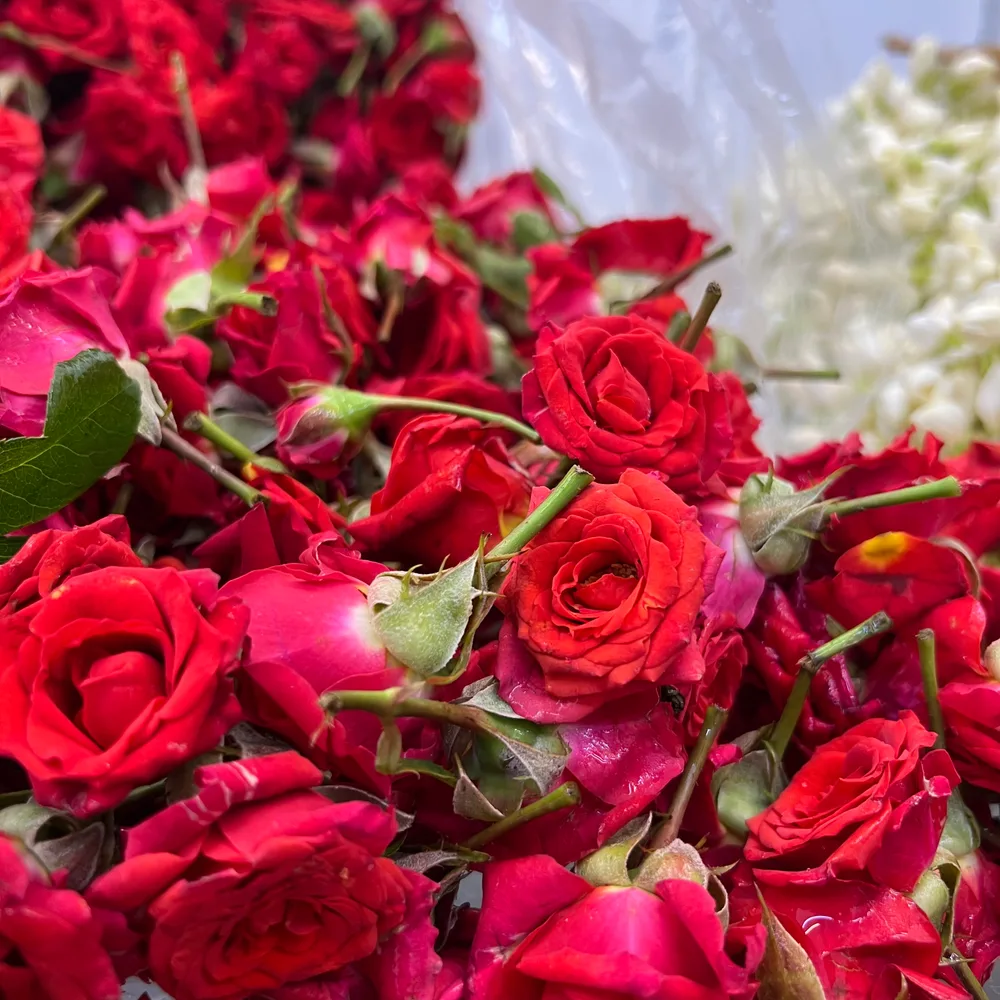 Red Button Rose