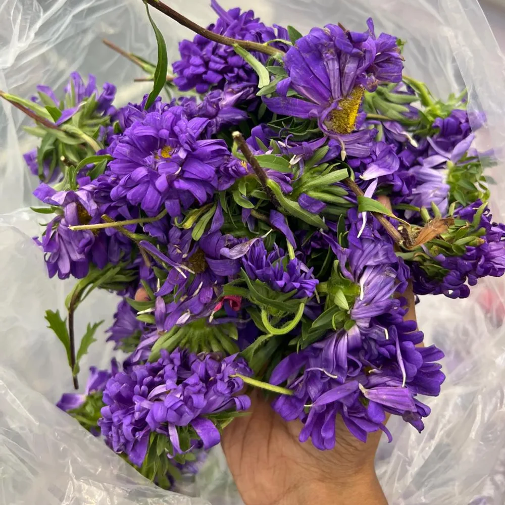 Astra violet