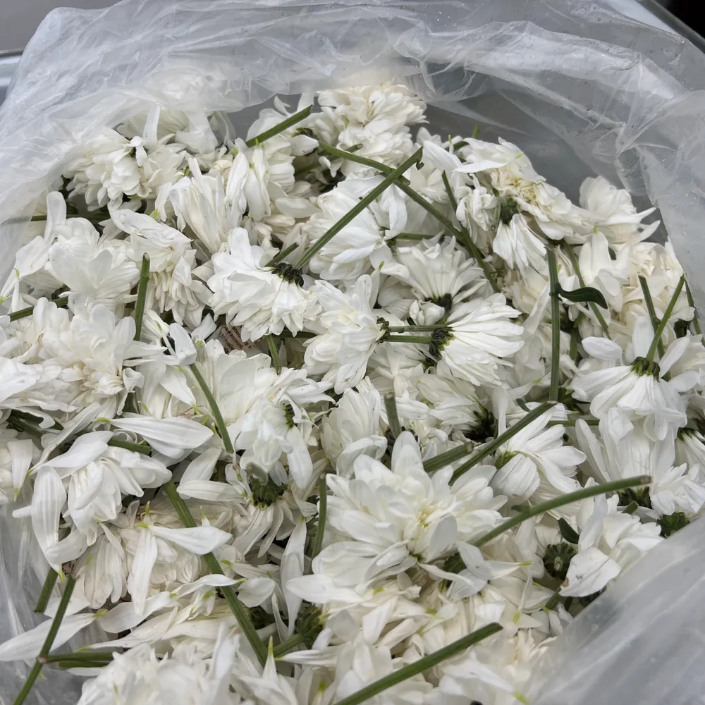 Jamanthi - White